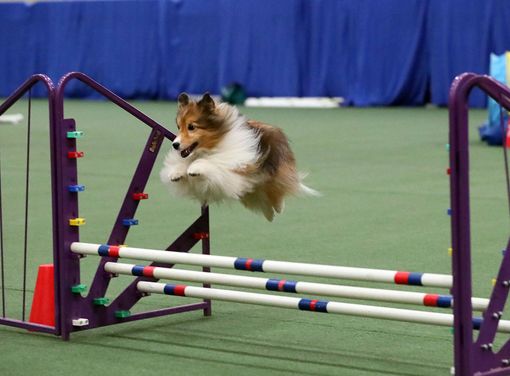 Carmagnola, sabato e domenica torna l'appuntamento con Atuttacoda