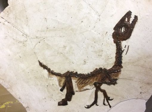 Cretaceo kids, la mostra che avvicina i bambini alla paleontologia Cretaceo kids, la mostra che avvicina i bambini alla paleontologia