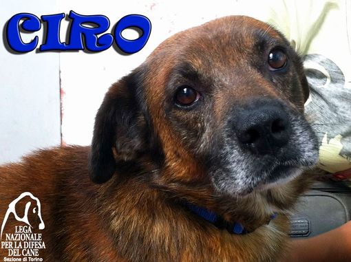 Ciro, un simpatico meticcio da adottare