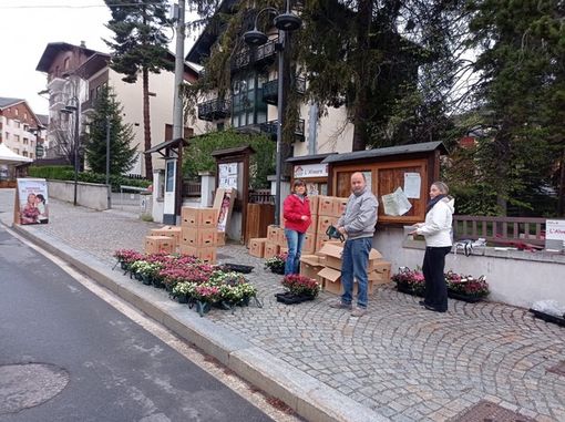 Bardonecchia, con le azalee della ricerca raccolti quasi 3.700 euro per la ricerca sul cancro Bardonecchia, con le azalee della ricerca raccolti quasi 3.700 euro per la ricerca sul cancro