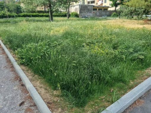 L'erba alta arriva in Comune, è scontro tra maggioranza e opposizioni per i ritardi negli sfalci. Firrao: "Torino è una giungla"