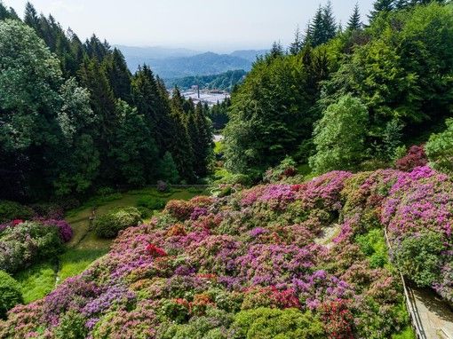 L'Oasi Zegna riparte dalle splendide fioriture spontanee e della Conca dei Rododendri L'Oasi Zegna riparte dalle splendide fioriture spontanee e della Conca dei Rododendri