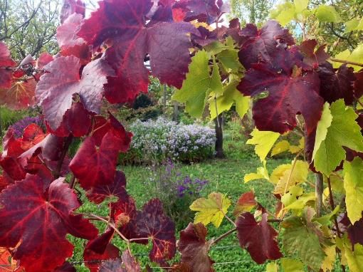 Palazzo Madama un nuovo ciclo di conferenze botaniche con Edoardo Santoro Palazzo Madama un nuovo ciclo di conferenze botaniche con Edoardo Santoro