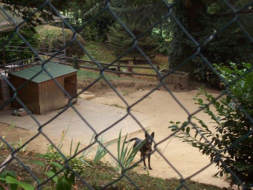 Quattro zampe piemontesi in cerca di famiglia