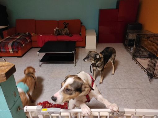 La solidarietà cammina su quattro zampe: Banco Alimentare e Regione sostengono due strutture d'assistenza per gli animali La solidarietà cammina su quattro zampe: Banco Alimentare e Regione sostengono due strutture d'assistenza per gli animali