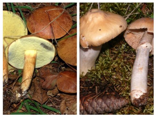 A sinistra il Boletus badius, a destra il Cortinarius caperatus A sinistra il Boletus badius, a destra il Cortinarius caperatus