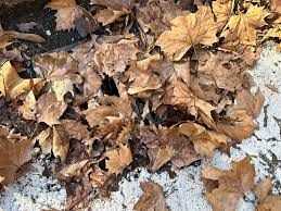 Amiat, piano straordinario di intervento per la raccolta foglie e nuovi orari per i rifiuti