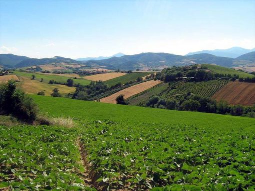 Terreni agricoli ereditati: quando conviene vendere e quando no