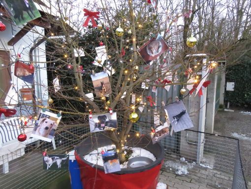 Al canile di Settimo l'anno chiude con un sorriso: adozioni aumentate del 35 per cento