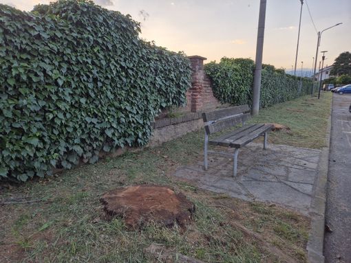 “Sono malate”, via le piante davanti al cimitero di Cavour