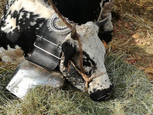 I Kiwi abbracciano la festa della Fidas: parte domani la Sagra di Bibiana