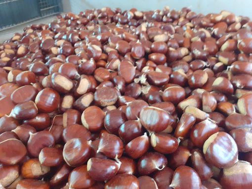 Partita in ritardo, in Val Pellice la stagione delle castagne non è stata eccezionale Partita in ritardo, in Val Pellice la stagione delle castagne non è stata eccezionale