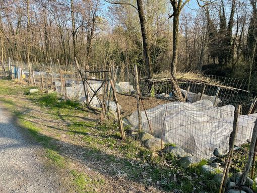 Saranno smantellati a breve gli orti abusivi di Luserna San Giovanni Saranno smantellati a breve gli orti abusivi di Luserna San Giovanni