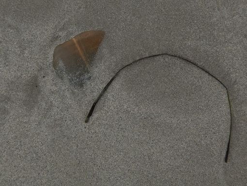 Uno degli scatti di Paola Mongelli esposti in ‘Kandinskyana’ a Pinerolo