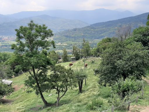 Stop alla caccia a Costagrande, il Consiglio di Stato dà ragione al Comune Stop alla caccia a Costagrande, il Consiglio di Stato dà ragione al Comune