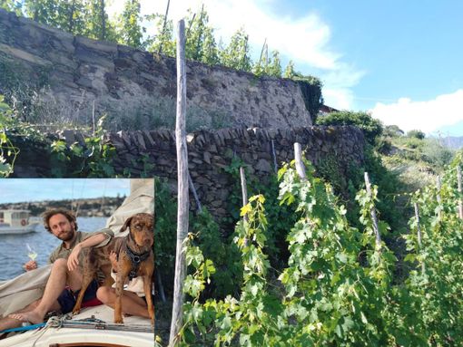 Una vigna a Pomaretto e nel riquadro Michele Percivati