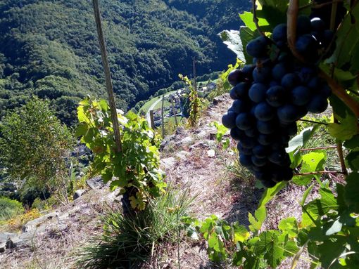 Le vigne di Pomaretto Le vigne di Pomaretto