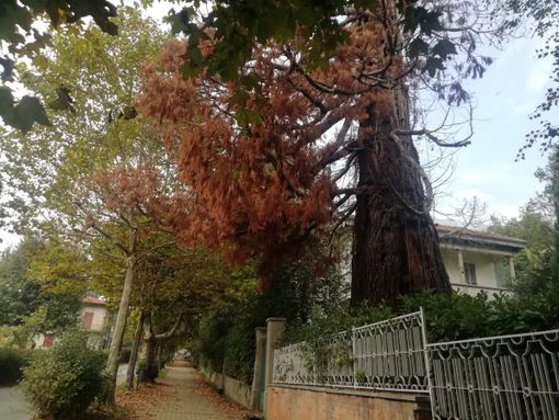 La sequoia gigante di viale Dante