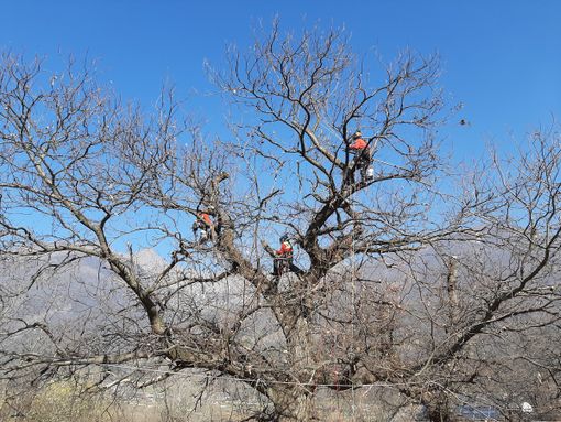 La dimostrazione al Castagneto di Villar Pellice