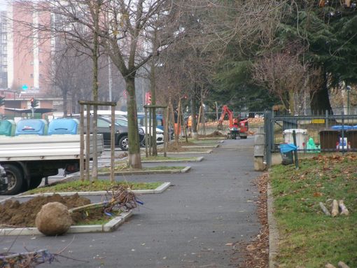 piantumazione alberi piantumazione alberi