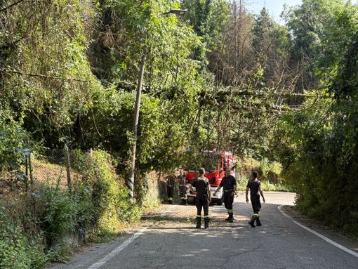 Albero cade lungo strada da Ponte Isabella a San Vito: intervento in corso dei vigili del fuoco