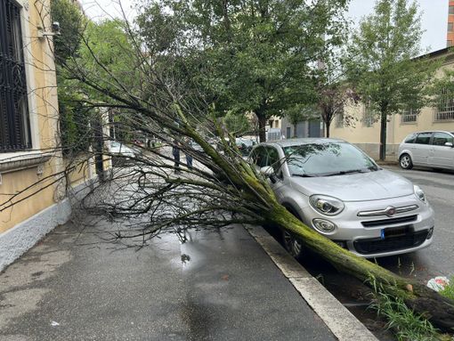 La pianta crollata sul marciapiede