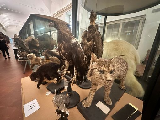 Il Museo di Scienze Naturali