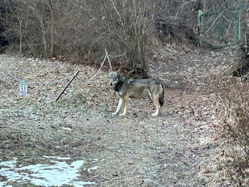 Il lupo immortalato a Oulx