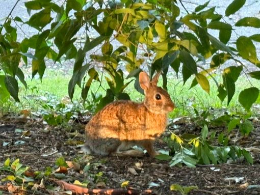 Mini lepri a spasso per il parco