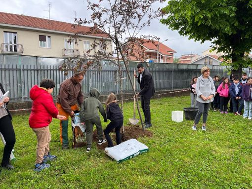 Grugliasco più green: piantumato un melo nel giardino della scuola primaria King