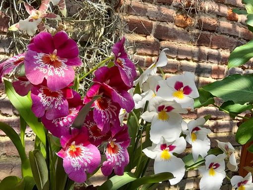 Dopo Messer Tulipano riapre il Castello di Pralormo con le sue bellissime fioriture