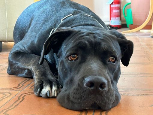 cane corso triste cane corso triste