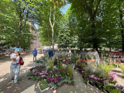 Da oggi Flor profuma e colora i Giardini Reali di Torino