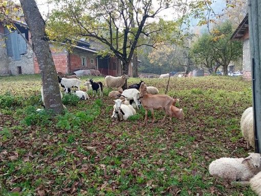 Roaschia: grande successo per la 27ª mostra della pecora roaschina (Foto e video)