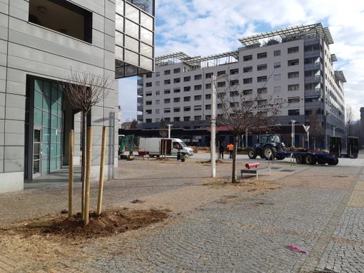 piantumazione alberi in piazza Delpiano piantumazione alberi in piazza Delpiano