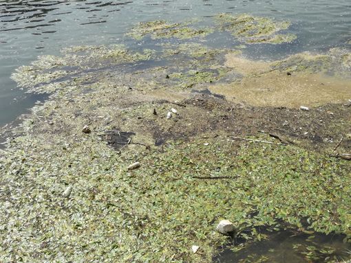 L'agonia del Po. "C'è bisogno di un ritorno alla civiltà". (FOTO E VIDEO)