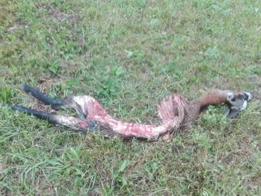 «Il lupo va gestito e non solo protetto altrimenti si estingueranno i pastori nel Pinerolese» «Il lupo va gestito e non solo protetto altrimenti si estingueranno i pastori nel Pinerolese»