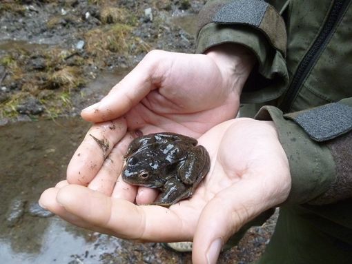 Rana alla Buissoniera