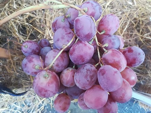 Via Stradella invasa dai grappoli di uva