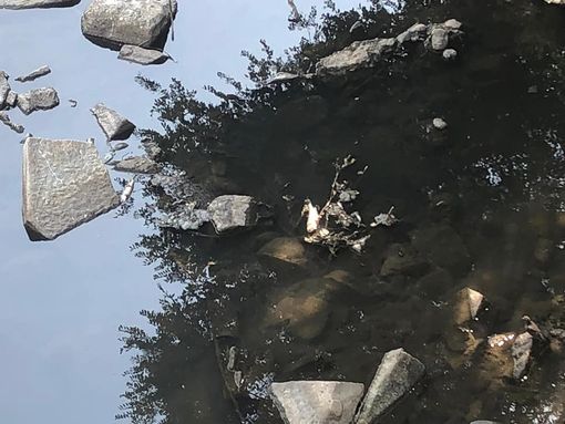 Inquinamento nel Sangone: l’allarme del Comune di Nichelino