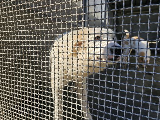 adotta al canile adotta al canile