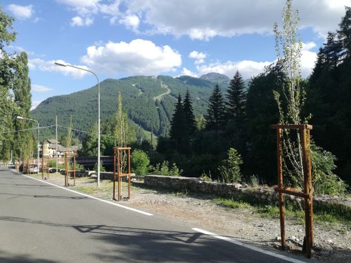 Bardonecchia scommette sul verde: piantati 160 alberi nuovi lungo i viali (FOTO)