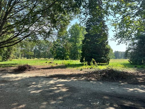 Il Piemonte celebra la Festa degli Alberi ampliando il record delle piante monumentali: 80 in più