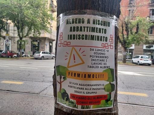 “Salviamo gli alberi di corso Belgio”, un'assemblea pubblica e un'opera d'arte collettiva per sensibilizzare i cittadini