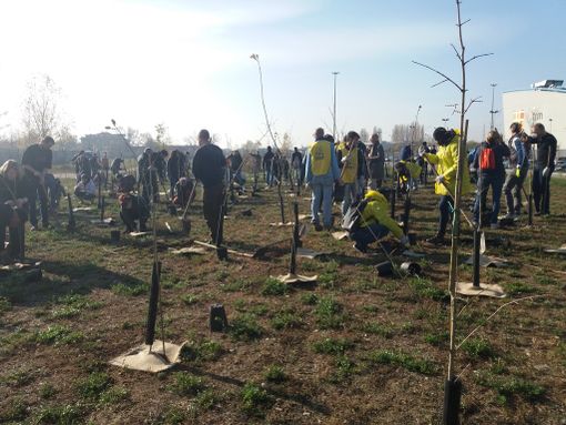 Il futuro non si brucia. Oggi anche in Piemonte la Festa dell'Albero