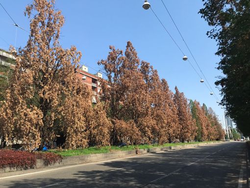 Alberi con foglie gialle lungo un corso di Torino Alberi con foglie gialle lungo un corso di Torino