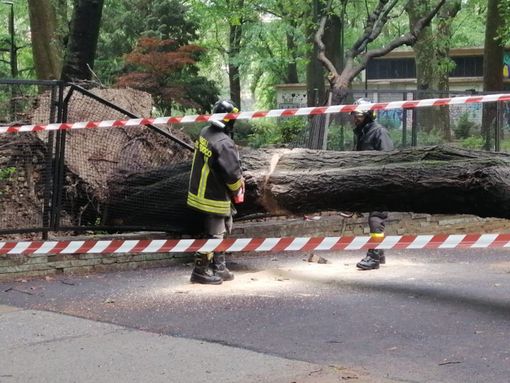 albero caduto