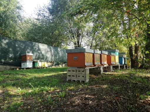 corona verde 12 ottobre 2021