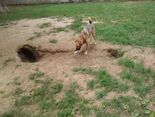 L'area cani della Tesoriera è un "colabrodo" L'area cani della Tesoriera è un "colabrodo"