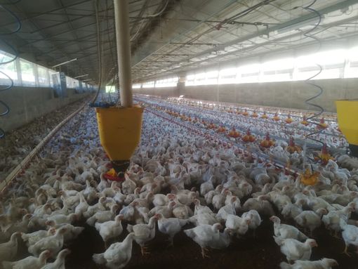 Aviaria a Chivasso, Coldiretti: "Evitiamo gli inutili allarmismi"